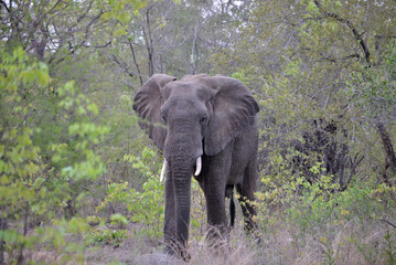 Fototapeta premium wild elephants family