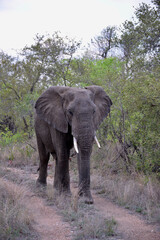 wild elephants family