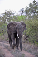 Obraz premium wild elephants family