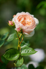 薔薇　アンブリッジローズ