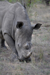 Obraz premium Wild Rhinoceros 
