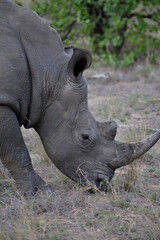 Obraz premium Wild Rhinoceros 