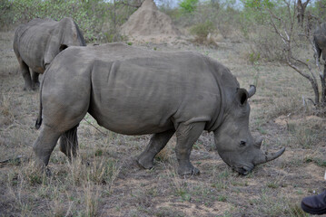 Obraz premium Wild Rhinoceros 