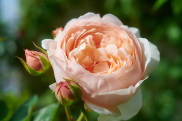 薔薇　アンブリッジローズ