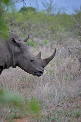 Obraz premium Wild Rhinoceros 