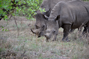 Wild Rhinoceros 