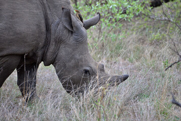 Fototapeta premium Wild Rhinoceros 