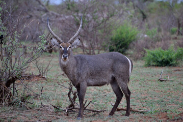 wild waterbuck