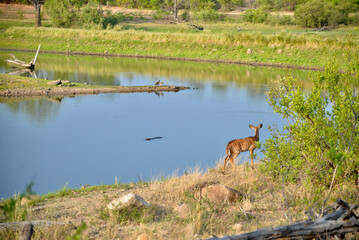 Nyala attack 