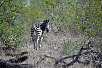 wild zebra family