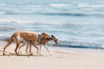 Fototapeta na wymiar Two beautiful whippet dogs walk along beach enjoying hot summer day. Original seascape background with copy space for design, banner, poster, inspirational card.