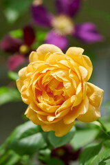 薔薇　ゴールデン・セレブレーション