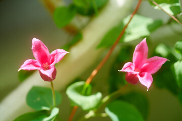 クレマチス　プリンセス・ダイアナ