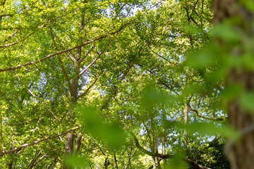 Fototapeta premium 新緑の木漏れ日 銀杏 イチョウ 森林イメージ 背景素材 日本 所沢 4