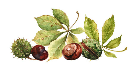 Autumn fallen chestnut leaves, brown chestnut seeds, round green spiky fruits in peel. autumn still life. Hand-drawn watercolor illustration on white background for cards, print, banner, packaging.
