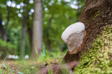コフキサルノコシカケ（ Ganoderma applanatum）の管孔が見える幼菌／マンネンタケ科2022.09.01