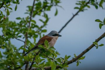 Red-backed Shrike (Lanius collurio) perched on a branch