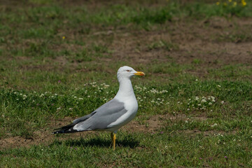 Yellow-legged Gull (Larus michahellis) perched on grass