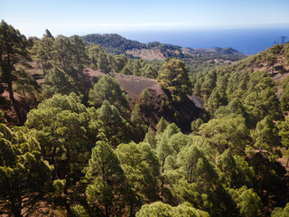 Fototapeta na wymiar Drone flight over the beautiful lush green pine forest on El Hierro, el pinar
