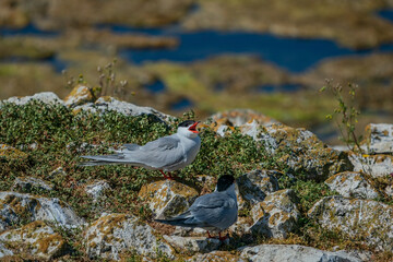 Common Tern (Sterna hirundo) perched in breeding ground
