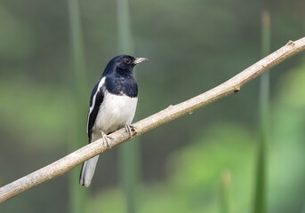 Close up photo of a oriental magpie robin (Male).