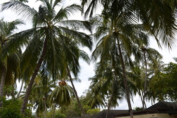 Obraz premium Palmen auf Malediven