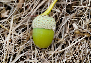 GREEN ACORN ON A DRY GRASS