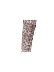isolated laurel tree trunk . isolated trunk of a tree in the park .isolated, wood, white, wooden, texture, paper, book, object, old, brown, empty, cloth, fabric, pattern, board, material, textured