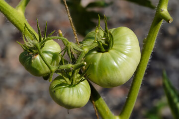 TREE GREEN TOMATOES