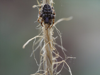 EUROPEAN SPIDER ON A ROPE
