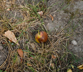 A ROTTEN APPLE ON THE GROUND