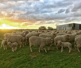 Australian Merino sheep and lambs at sunset.