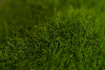 Fototapeta premium GREEN ARTIFICIAL MOSS CLOSE UP