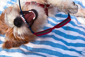 og jack russell terrier resting on his back with open mouth and sunglasses close-up face