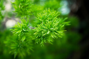 Closeup of green pine needles