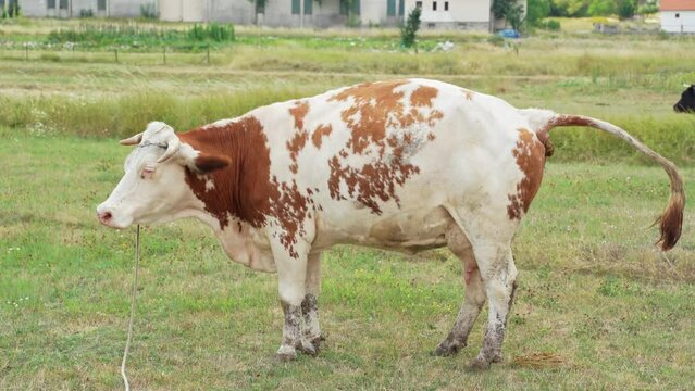 a white-brown cow poops in a green meadow in the summer in the village. Domestic cattle
