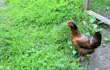 Chicken portrait in a farm