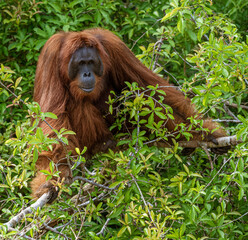 Sepilok Orangutan Rehabilitation Centre is home to 60-80 wild orangutans that can only be seen from the river. These will be released into the wild when they are ready.