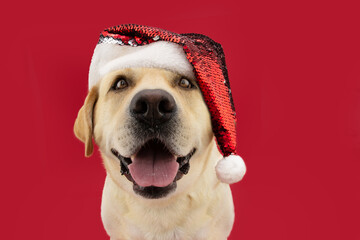  Cute labrador retriever dog celebrating christmas wearing a santa claus hat. Isolated on red...