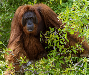 Sepilok Orangutan Rehabilitation Centre is home to 60-80 wild orangutans that can only be seen from the river. These will be released into the wild when they are ready.