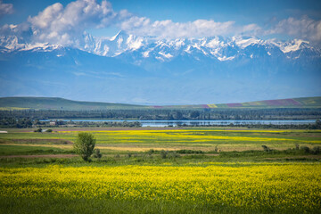Fototapeta premium shore of issyk kul lake, kyrgyzstan, central asia, mountains in background, blooming canola, 