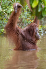 Naklejka premium Sepilok Orangutan Rehabilitation Centre is home to 60-80 wild orangutans that can only be seen from the river. These will be released into the wild when they are ready.