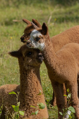 Three young Alpaca calves in a small group.