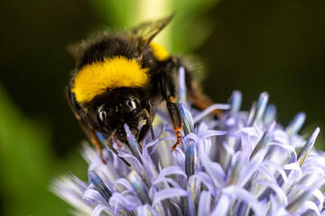 bee on a flower