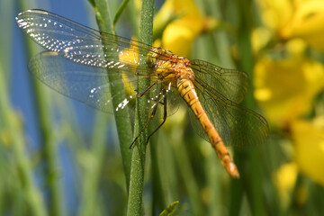 Dragonfly on a Leaf