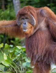 Sepilok Orangutan Rehabilitation Centre is home to 60-80 wild orangutans that can only be seen from the river. These will be released into the wild when they are ready.