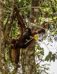 Sepilok Orangutan Rehabilitation Centre is home to 60-80 wild orangutans that can only be seen from the river. These will be released into the wild when they are ready.