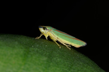 Obraz premium Cicadelle du rhododendron (Graphocephala fennahi)