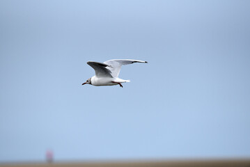 Möwe an der Nordsee im Flug