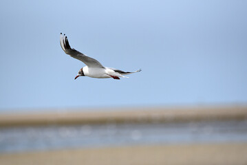 Möwe an der Nordsee im Flug